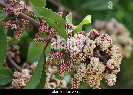 Sumac Sumac, Rhus ovata, un arbuste indigène resplendissant présentant des fleurs monocliniques de thyrse dichasié au printemps dans les montagnes de Santa Monica. Banque D'Images