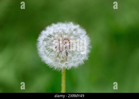 Pissenlit blanc moelleux dans le fond vert. Macro gros plan pissenlit. Banque D'Images