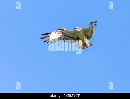 Beau balbuzard planant au-dessus de l'eau dans le ciel bleu chasse au poisson Banque D'Images