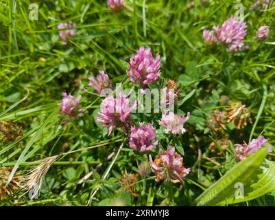 Fleurs de trèfle rouge (Trifolium pratense) Banque D'Images