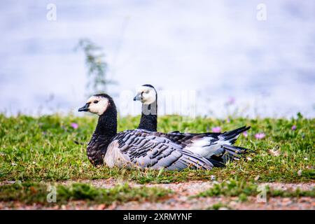 Couple Barnacle Goose Banque D'Images