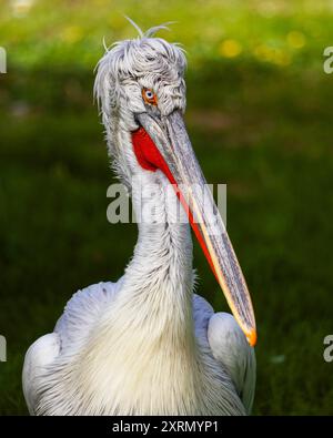 Portrait du pélican dalmate. C'est le plus grand oiseau d'eau douce du monde, l'un des plus grands oiseaux d'eau douce du monde. Gros plan de l'oiseau. Banque D'Images