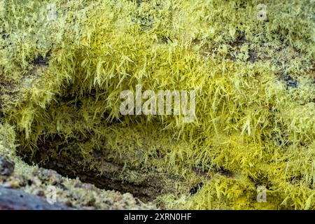 Cristaux de soufre (S) en forme d'aiguille naturelle formés dans l'ouverture d'une fumerole ou d'un évent de vapeur. Guatemala. Banque D'Images