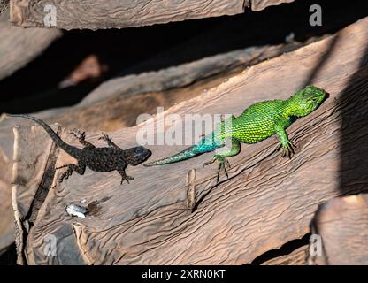 Deux lézards épineux émeraude guatémaltèques (Sceloporus taeniocnemis) baignant au soleil. Guatemala. Banque D'Images