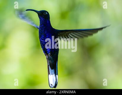 Un mâle Violet Sabrewing (Campylopterus hemileucurus) en vol. Guatemala. Banque D'Images