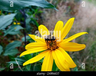 Un bourdon recueille le pollen d'une fleur d'aster jaune tout en étant entouré d'une végétation luxuriante par une journée ensoleillée. Banque D'Images