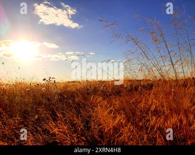 L'herbe jaune oscille doucement dans la lumière chaude du soleil couchant sur fond d'un ciel bleu clair et de nuages moelleux. Banque D'Images