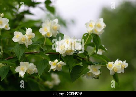 Gros plan sur le jasmin à fleurs blanches. Belles fleurs blanches sur un fond vert. Plantes de jardin et arbustes. Banque D'Images