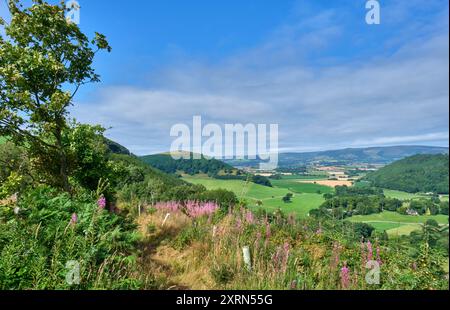 Burfa Bank, Herrock Hill et Radnor Forest vus depuis le Mortimer Trail le long de Little Brampton Scar, près de Titley, Kington, Herefordshire Banque D'Images