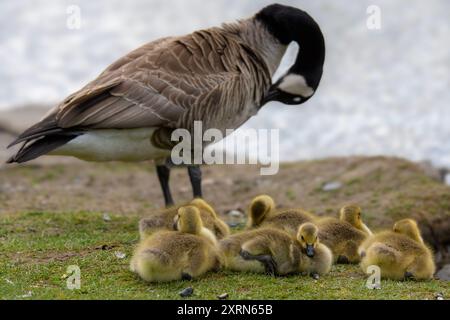 Plusieurs bébés bernaches du Canada reposent sur le sol. Leur mère et l'eau sont en arrière-plan. Faible profondeur de champ, concentrez-vous sur les bébés. Banque D'Images