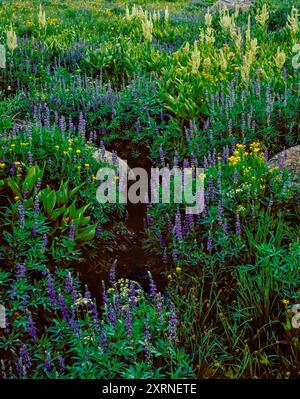 Lupin, pinceau, Groundsel, Corn Lily, Carson Iceberg Wilderness, forêt nationale de Stanislaus, Californie Banque D'Images