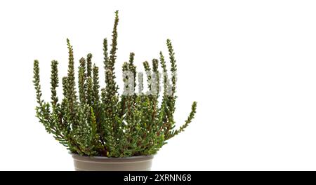 Vert chiné ou calluna isolé sur un fond blanc avec espace de copie. Banque D'Images