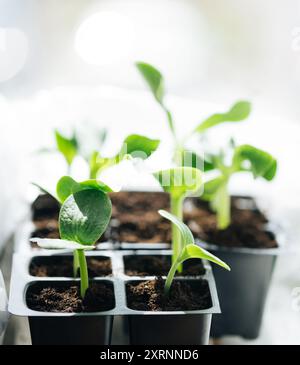 Semis de citrouille dans des pots noirs sur le rebord de la fenêtre. Graines de citrouille germées en gros plan. Banque D'Images