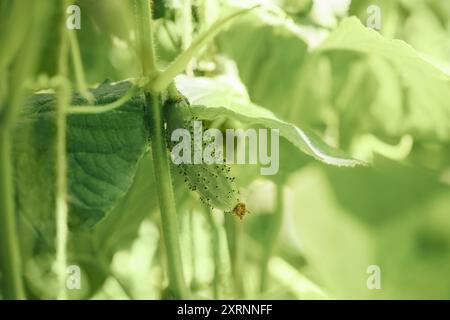 Petit concombre sur un buisson gros plan. Cultiver des légumes dans une serre. Aliments biologiques. Banque D'Images