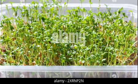 Gros plan sur Microgreen. Jeunes graines de cresson germées cultivées dans un récipient. Nourriture saine. Banque D'Images