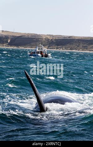 Baleine franche méridionale (Eubalaena australis) mère sur son côté pour allaiter son veau près du bateau d'observation des baleines, Argentine, Banque D'Images