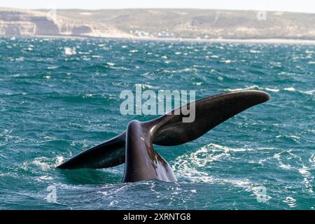 Baleine franche australe (Eubalaena australis) femelle adulte se précipite pour attraper le vent à Puerto Pyramides, Argentine. Banque D'Images