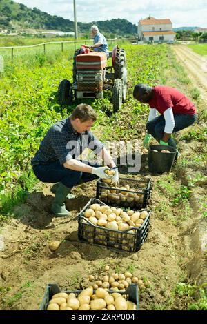 Les jardiniers triant les pommes de terre pendant la récolte à l'extérieur Banque D'Images