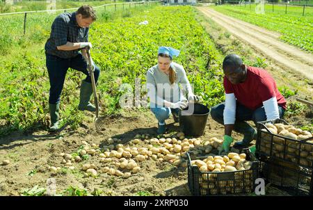 Les jardiniers triant les pommes de terre pendant la récolte à l'extérieur Banque D'Images