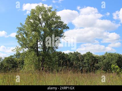 Un arbre de coton dans un champ avec un ciel bleu à la fin de l'été à somme Prairie nature Preserve à Northbrook, Illinois Banque D'Images