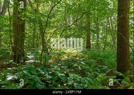 En été, la forêt de feuillus Banque D'Images