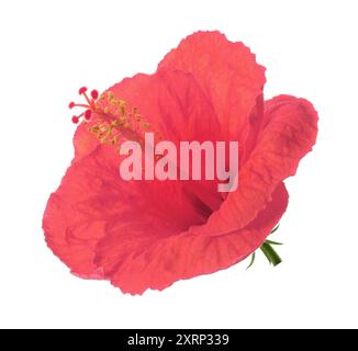 Belle fleur d'hibiscus rose isolée sur blanc Banque D'Images