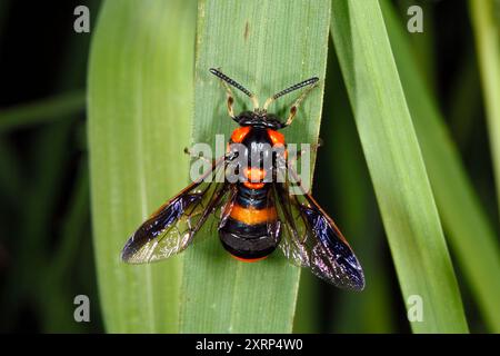 Melaleuca Sawfly, Lophyrotoma zonalis. Aussi appelé Paperbark Sawfly. Femelle car les antennes ne sont pas dentelées. Coffs Harbour, NSW, Australie Banque D'Images