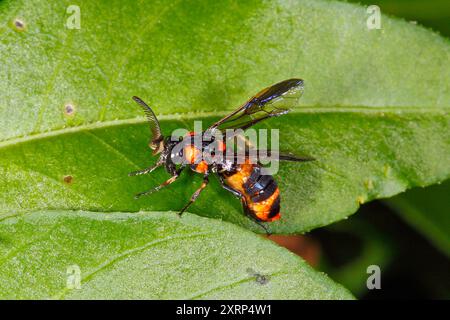 Melaleuca Sawfly, Lophyrotoma zonalis. Aussi appelé Paperbark Sawfly. Mâle car les antennes sont dentelées. Coffs Harbour, NSW, Australie Banque D'Images