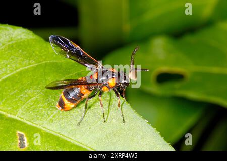 Melaleuca Sawfly, Lophyrotoma zonalis. Aussi appelé Paperbark Sawfly. Mâle car les antennes sont dentelées. Coffs Harbour, NSW, Australie Banque D'Images