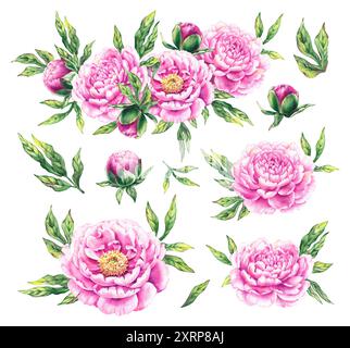 Pivoines roses à l'aquarelle. Fleurs dessinées à la main fleurissant avec des pétales, des bourgeons et des feuilles. Ensemble floral de pivoines pour la conception de produits de mariage, cartes, packag Banque D'Images