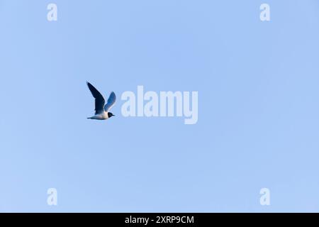 Petite mouette Larus minutus, vol adulte de plumage d'été, réserve Minsmere RSPB, Suffolk, Angleterre, août Banque D'Images