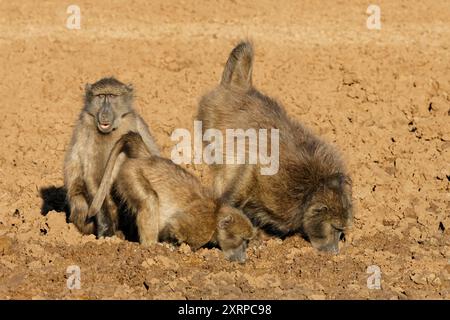 Babouins Chacma (Papio ursinus) dans leur habitat naturel, parc national de Mokala, Afrique du Sud Banque D'Images