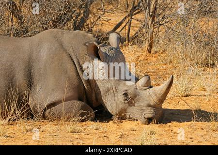 Portrait d'un rhinocéros blanc (Ceratotherium simum) reposant dans un habitat naturel, Afrique du Sud Banque D'Images