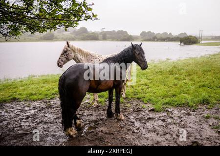 Photo de dossier datée du 2/8/2016 de chevaux abrités de la pluie près de la rivière Ogmore dans le sud du pays de Galles. Les chevaux sont beaucoup plus intelligents que ce que l’on pensait auparavant, ont déclaré les scientifiques, après qu’une étude ait montré que les animaux avaient de meilleurs résultats que prévu dans un jeu complexe basé sur la récompense. Les chercheurs ont constaté que lorsqu'on leur refusait des friandises pour ne pas suivre les règles du jeu, les chevaux pouvaient instantanément changer de stratégie pour obtenir plus de récompenses. Date d'émission : lundi 12 août 2024. Banque D'Images