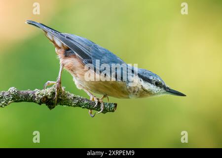 Écaille eurasienne ou écaille en bois, Sitta europaea. Banque D'Images