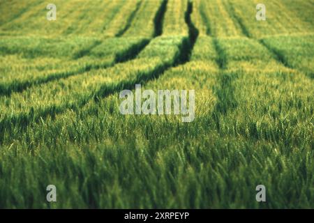 Prise de vue aérienne d'un champ de blé vert avec des marques de pneus de tracteur au coucher du soleil du printemps, mise au point sélective Banque D'Images