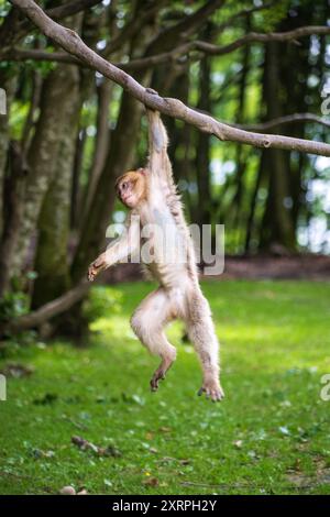 Singes à Affenberg Salem, Parc de protection des animaux de singe à Salem, Bade-Württemberg, Allemagne Banque D'Images