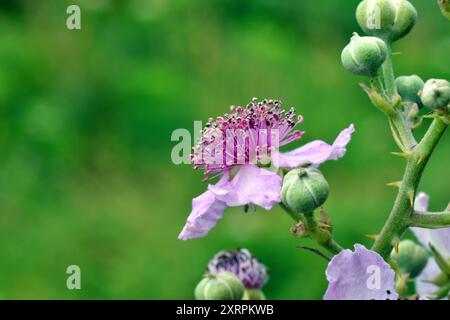 Détail de la fleur rose de la mûre (Rubus ulmifolius) Banque D'Images