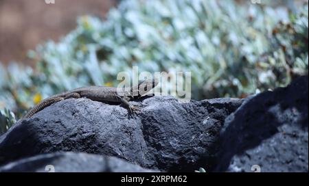 Spécimen du lézard brun (Gallotia galloti), endémique des îles de Tenerife et de la Palma. Celui-ci prend un bain de soleil sur une pierre. Banque D'Images