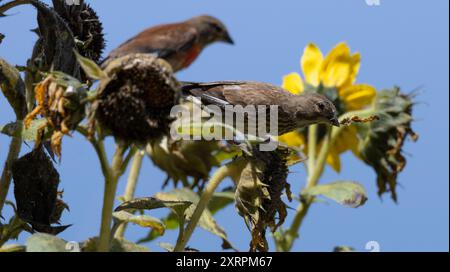 quelques oiseaux sur des tournesols, l'un d'eux avec un pétale dans son bec. Banque D'Images