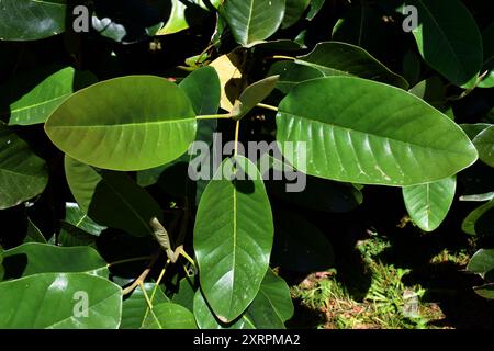 Détail des feuilles du magnolia de Delavay (Magnolia delavayi) Banque D'Images