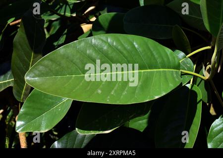 Détail des feuilles du magnolia de Delavay (Magnolia delavayi) Banque D'Images