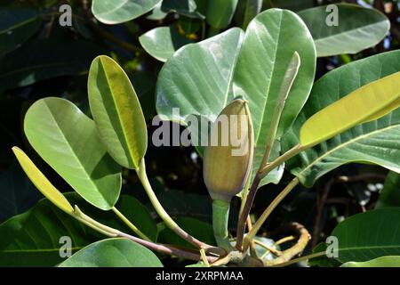 Détail des feuilles du magnolia de Delavay (Magnolia delavayi) Banque D'Images