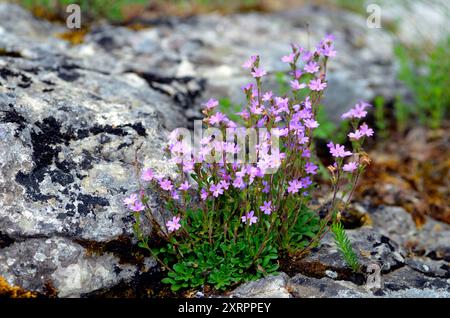 Le gant de fée (Erinus alpinus) sur des roches calcaires ou calcaires Banque D'Images