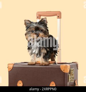 Mignon Yorkshire terrier sur valise en cuir sur fond beige Banque D'Images