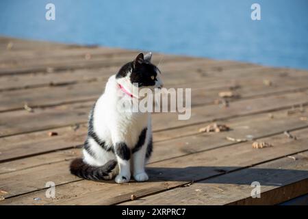Portrait d'un chat noir et blanc errant, regardant autour Banque D'Images