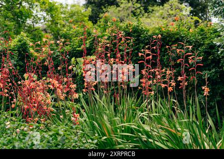 Nom scientifique Chasmanthe floribunda et nom commun plantes de fleurs de drapeau africain dans le parc. Photo de haute qualité Banque D'Images