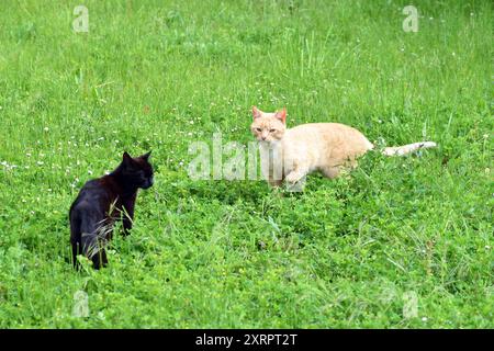 Deux chats errants (Felis silvestris catus) dans le pré d'une zone rurale Banque D'Images