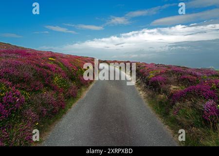 Landes côtières colorées au bord de la route sur Holy Island près de South Stack dans le nord du pays de Galles. Banque D'Images