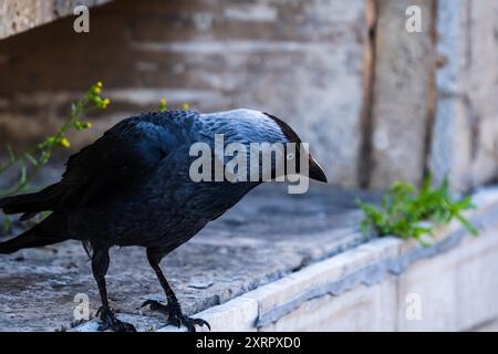 Gros plan d'un jackdaw occidental, corvus monedula, jackdaw eurasien Banque D'Images